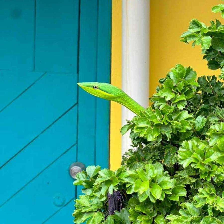 Casa Marbella Vila Tortuguero Exterior foto