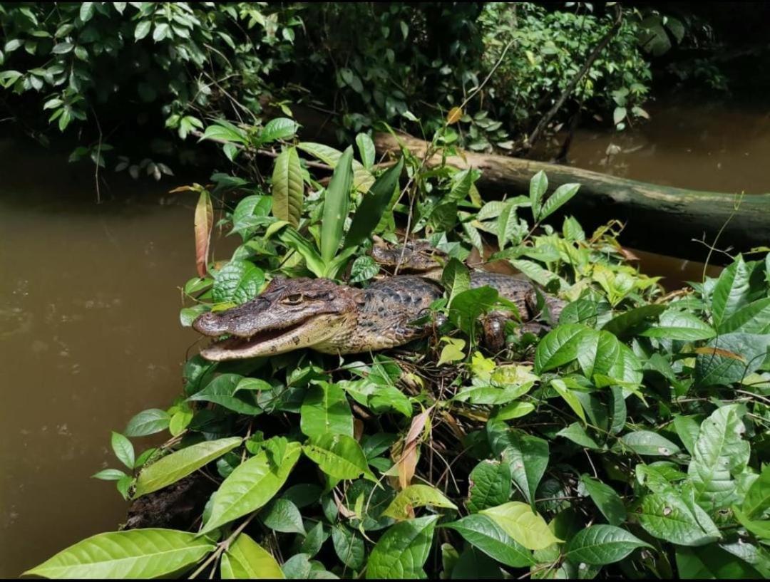 Casa Marbella Vila Tortuguero Exterior foto
